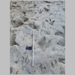 DSCN0455 Baby track.jpg